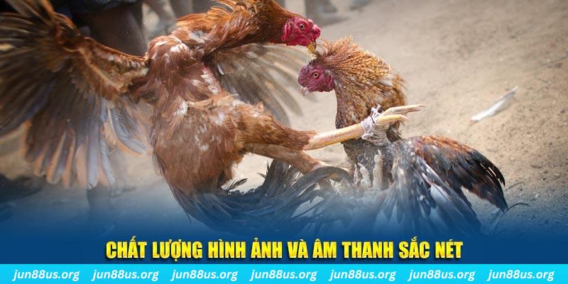 win 55 gà chọi tiêu phong