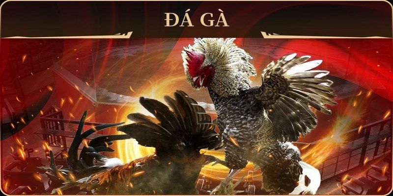 win 55 đá gà trực tiếp campuchia