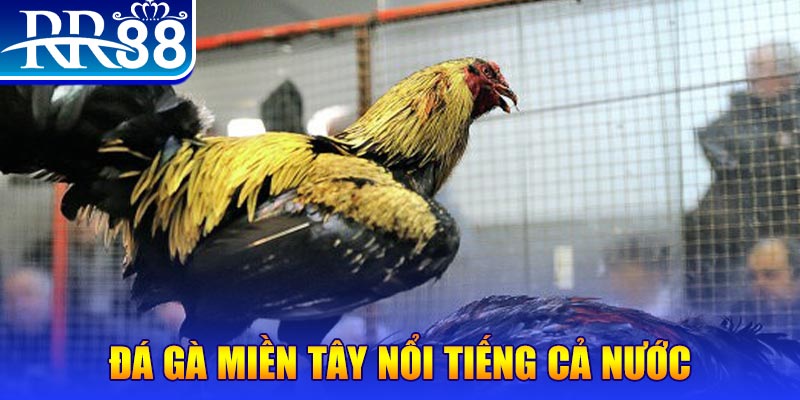 win 55 đá gà 88