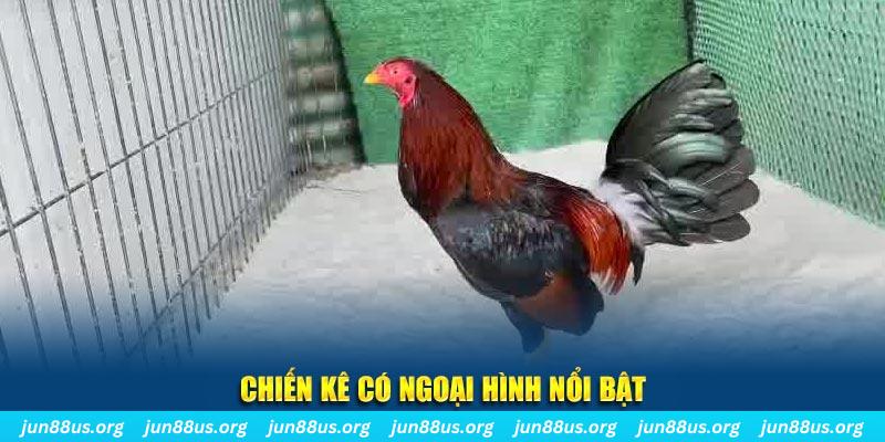win 55 qq88 bắn cá